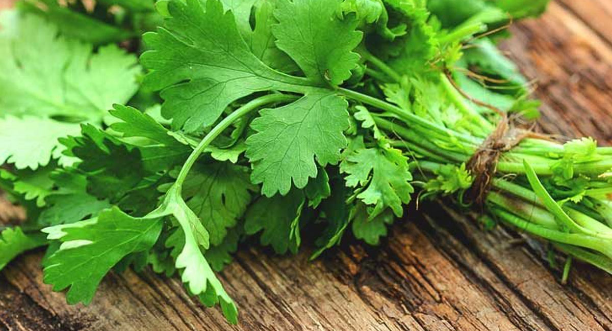 If you know the benefits of coriander, you should be surprised