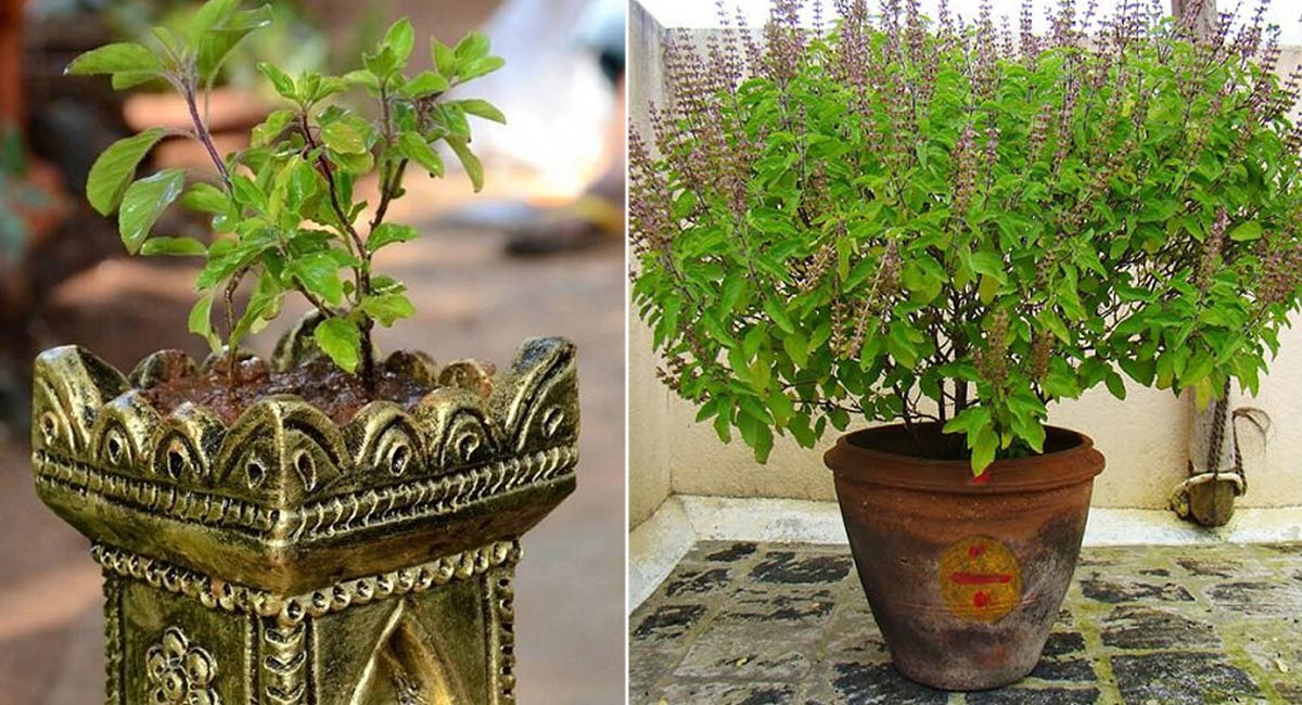 Importance of Tulsi Plant What do the myths say