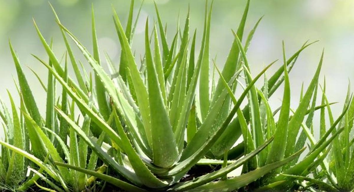 Do you know how aloe vera is used according to the myths