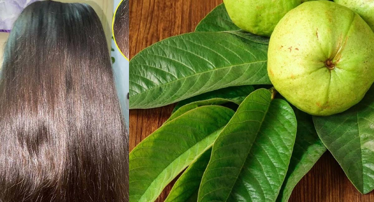 hair Benefits in Guava Leaves