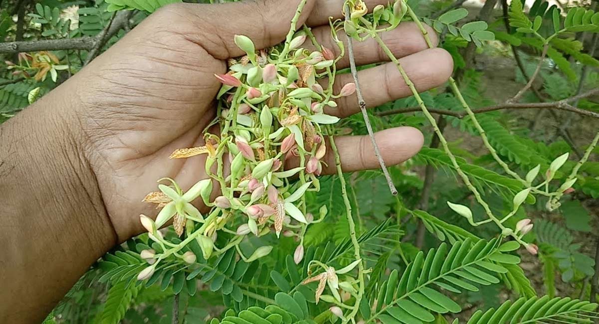 Health benefits of tamarind Flower