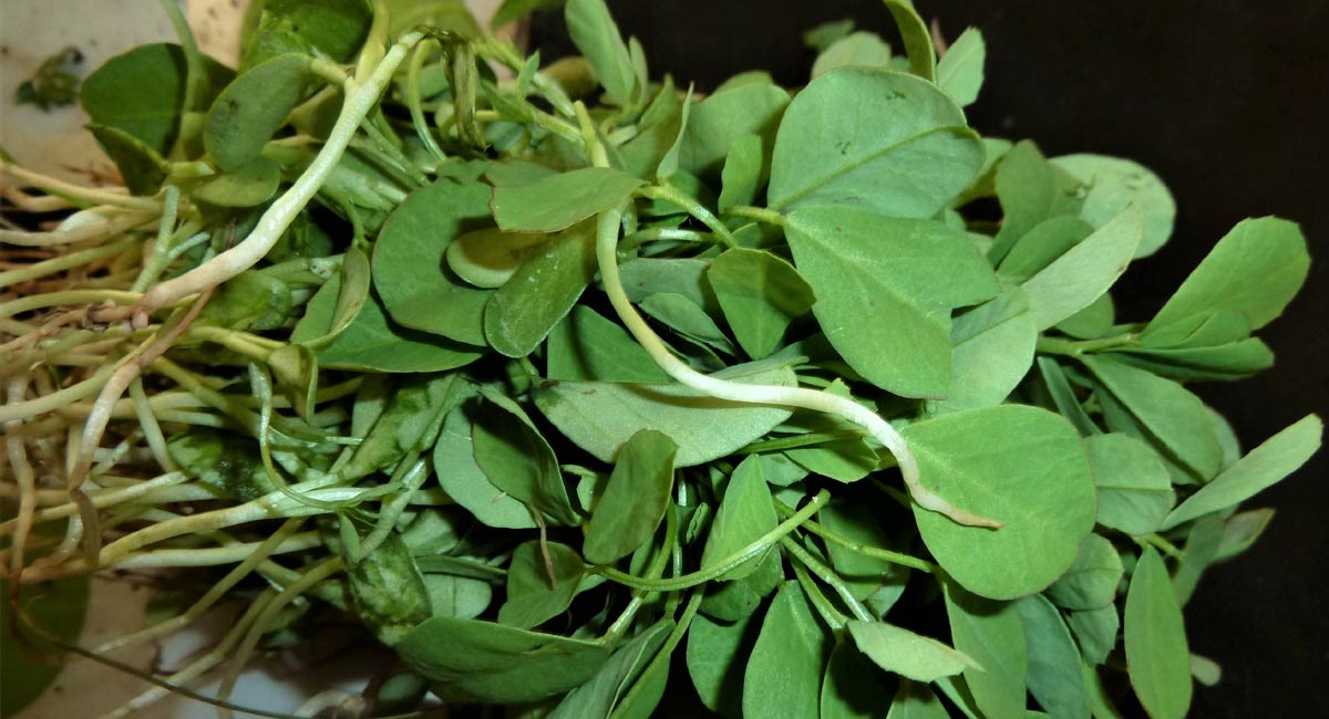 All these diseases can be cured with fenugreek