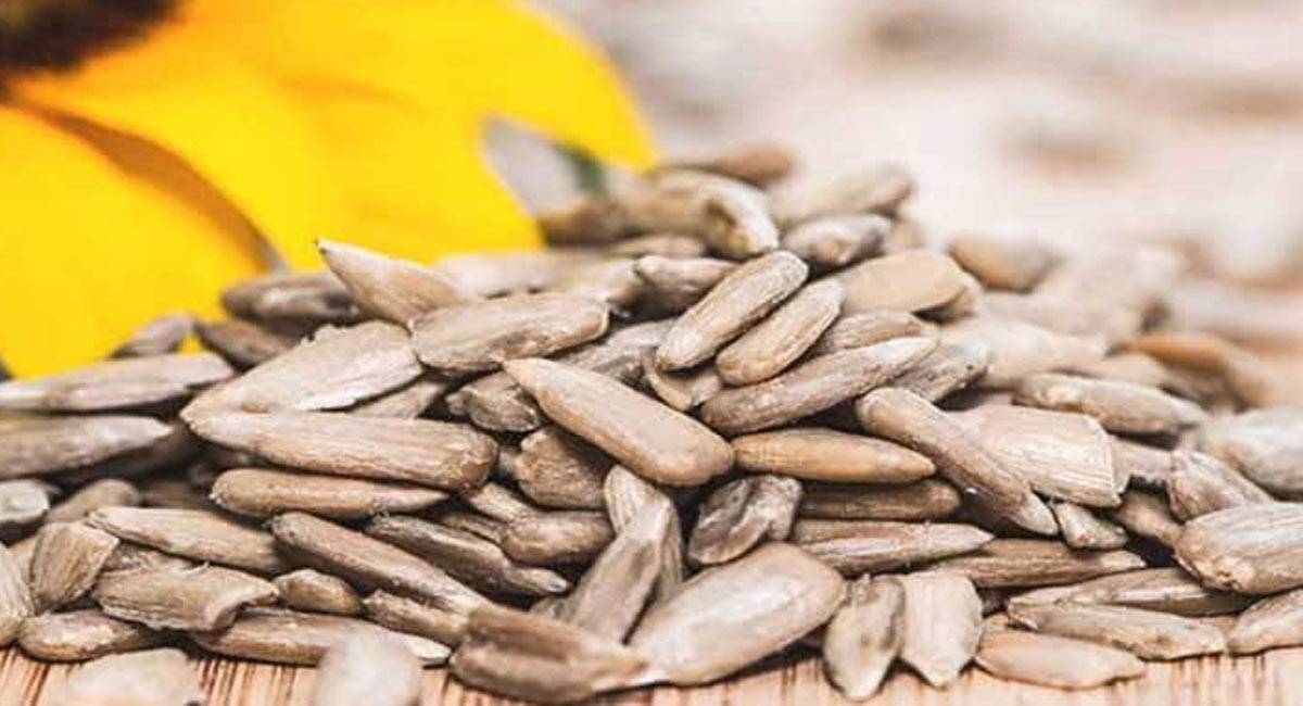 Illness problems with sunflower seeds can be avoided