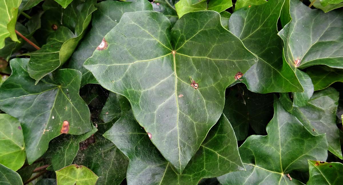 Health Benefits of Ivy Leaves