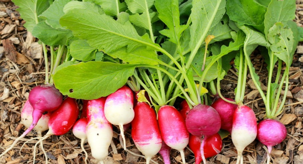 health benefits of Radish Leaves