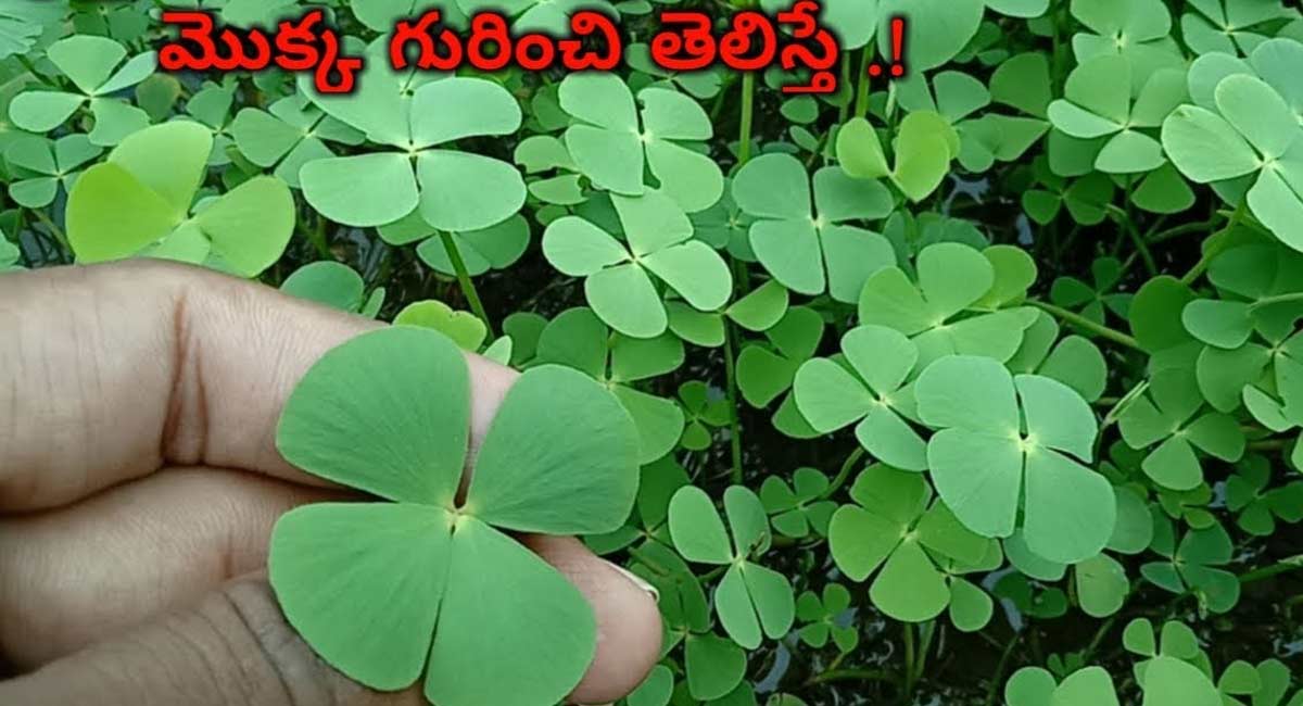 Excellent Health Benefits of Madugu Tamara Plant