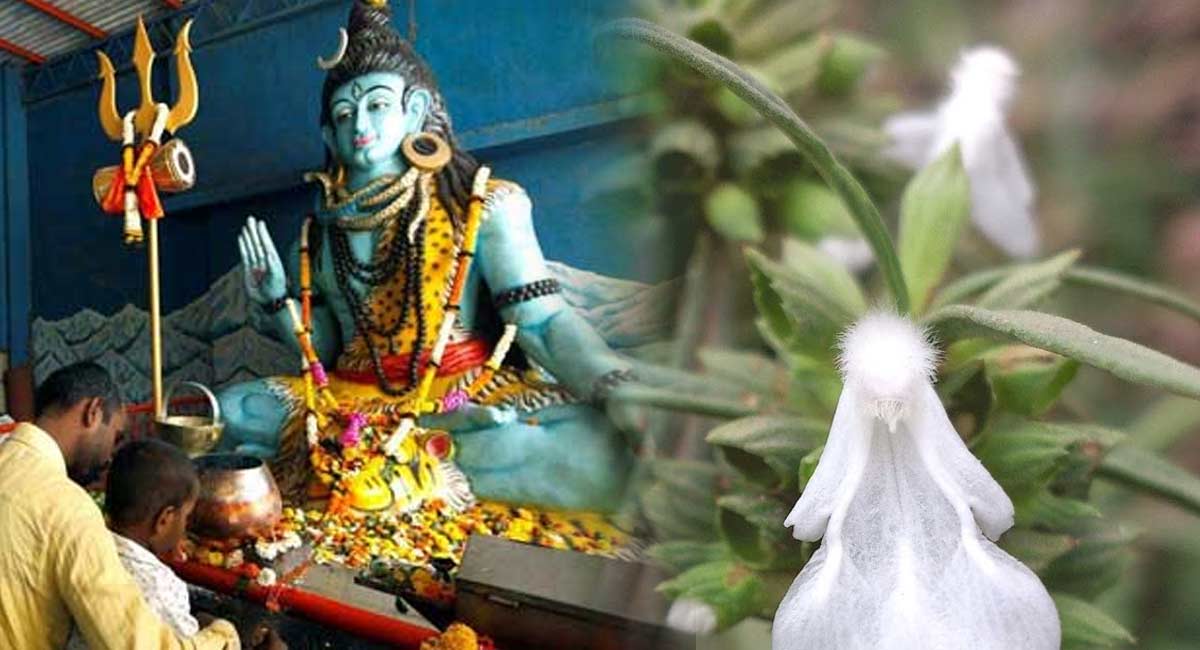 Do you know what happens if you worship Shiva with Tummi tree Flowers