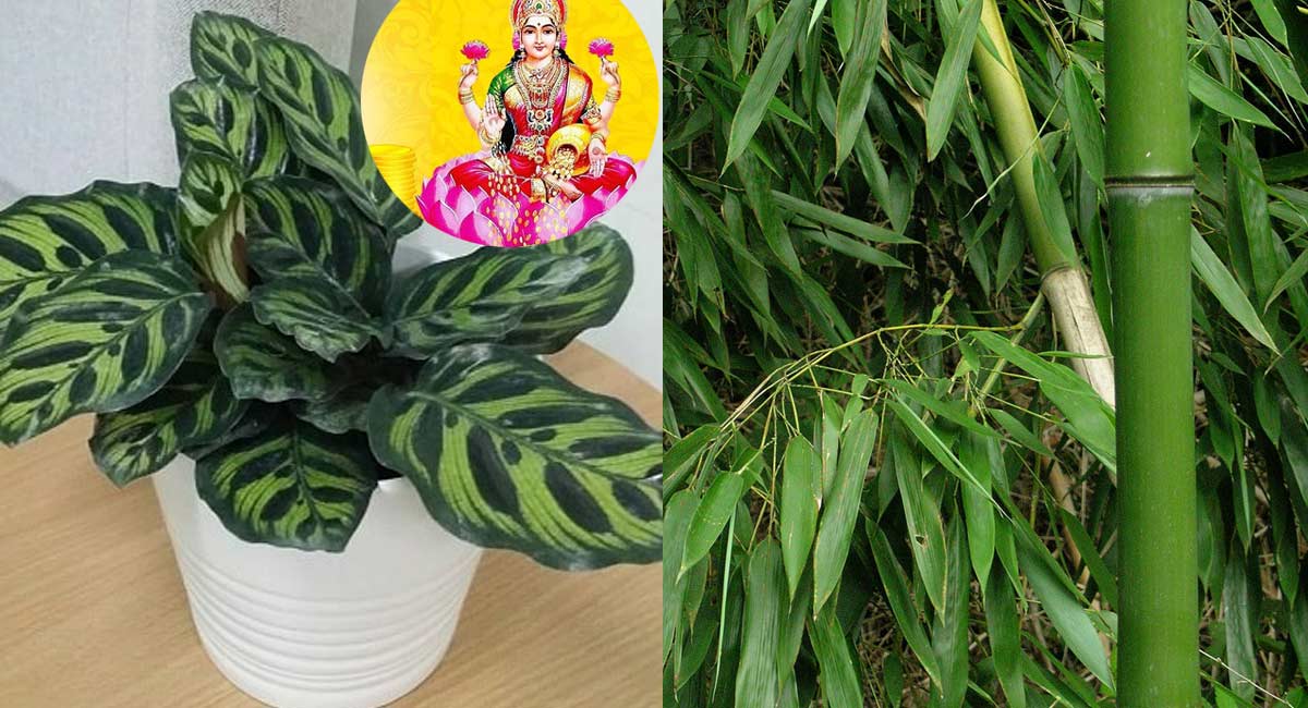 If these plants are in your house then health as well as wealth growth