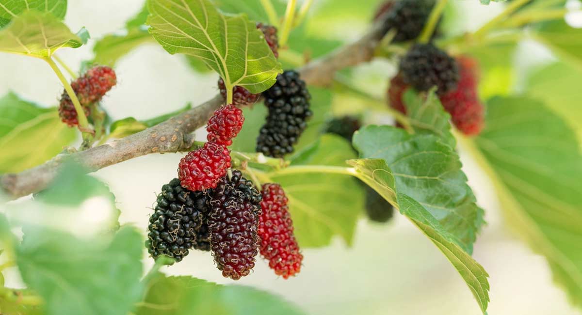 health benefits of Mulberry Plant