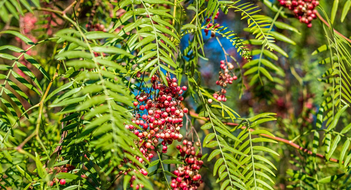 health benefits in Pepper Plant