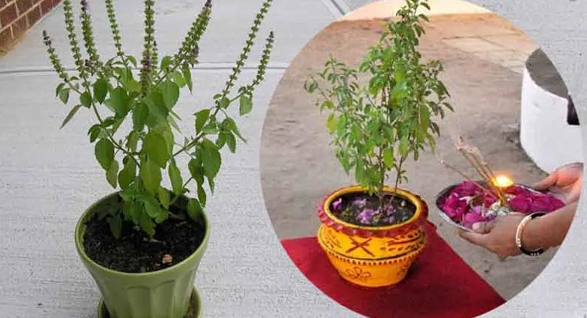 Do you know what day is best a Tulsi plant at home