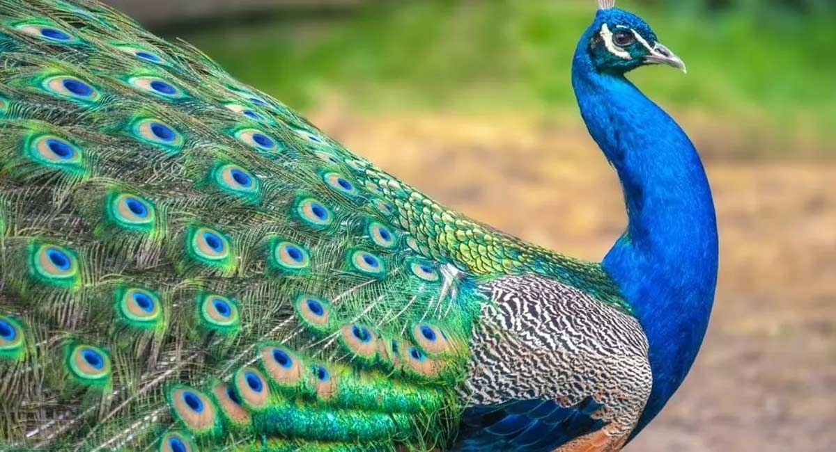 peacock feathers all financial problems will be solved