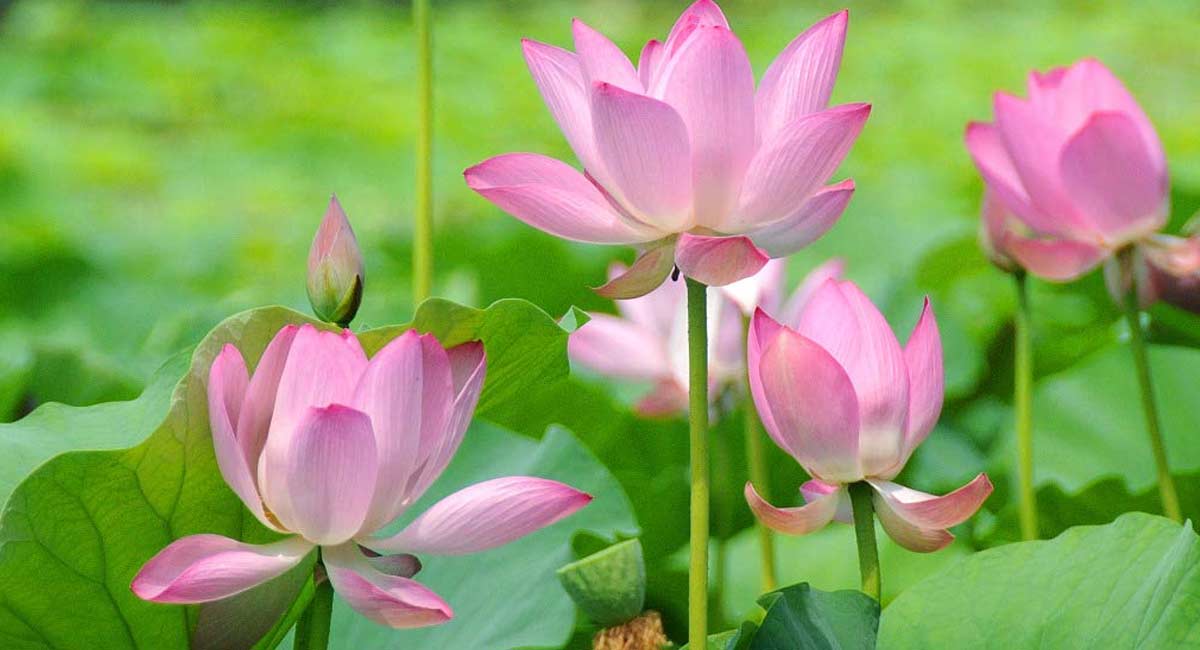 Health Benefits Of Lotus Plant