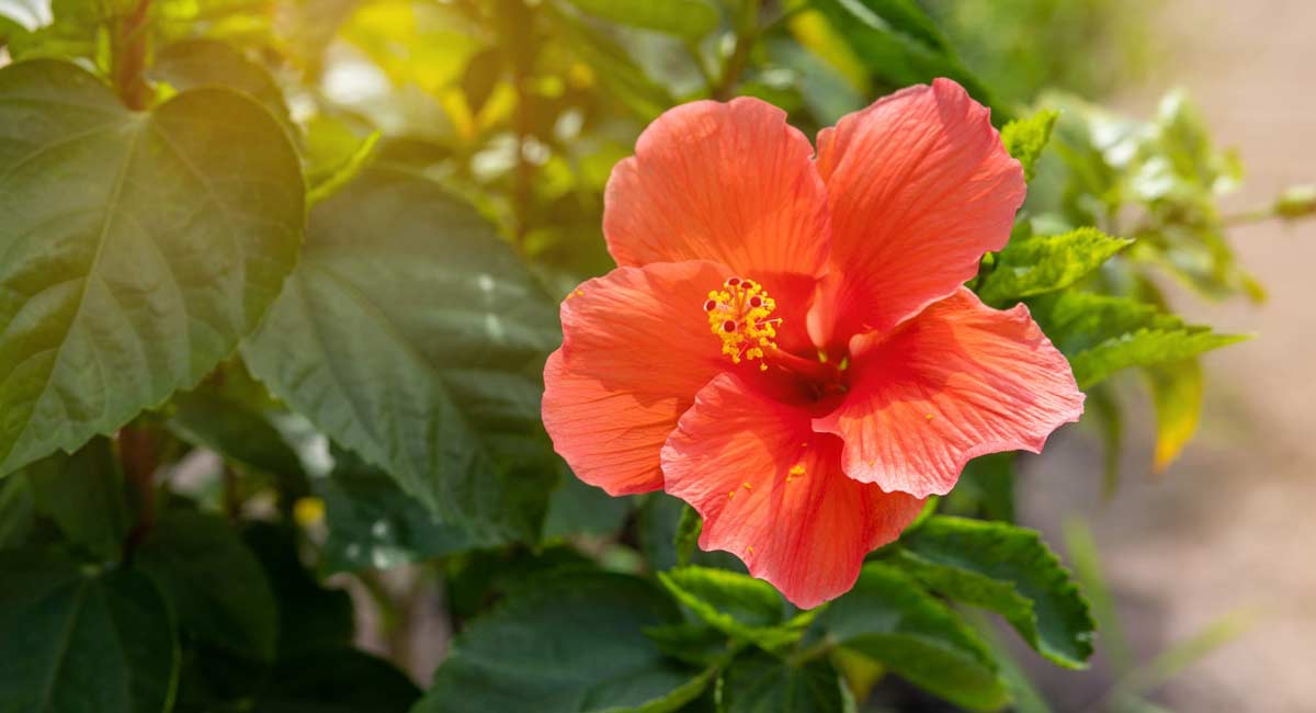 Hibiscus Plant like this at home you will rich