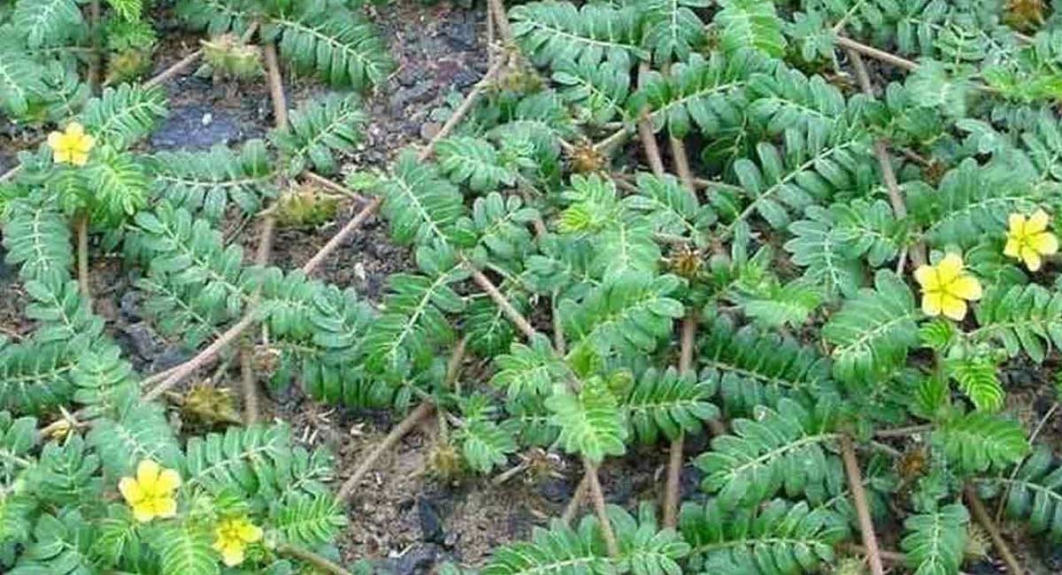 Medicinal Plant Enugu Palleru Health Benefits