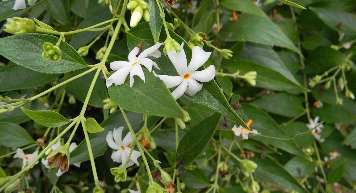 Can fallen parijata flowers be offered to God 