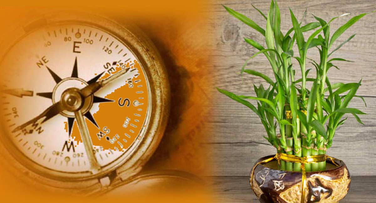 Vastu Tips Economic growth if any flowering plant is planted in any direction