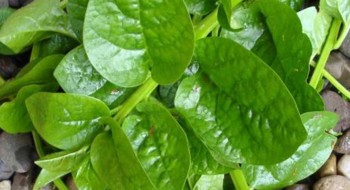 Health Benefits in Amaranthus dubius
