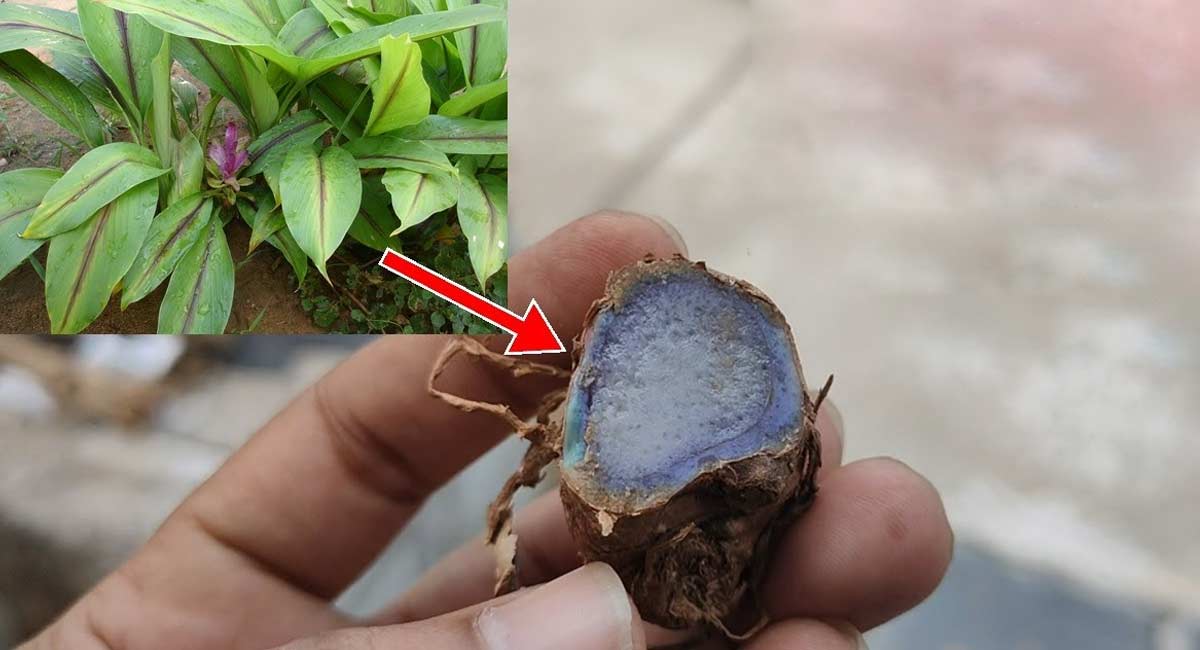 Real Facts About Black Turmeric