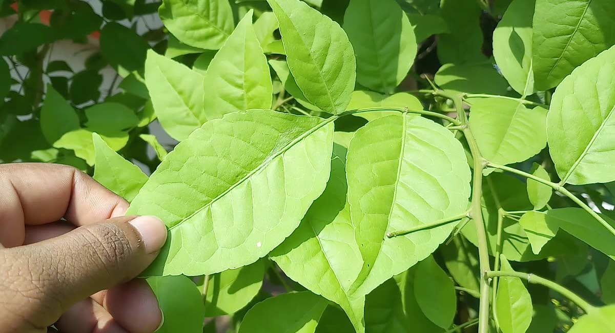 health benefits maredu tree best leaf heat reduction in body