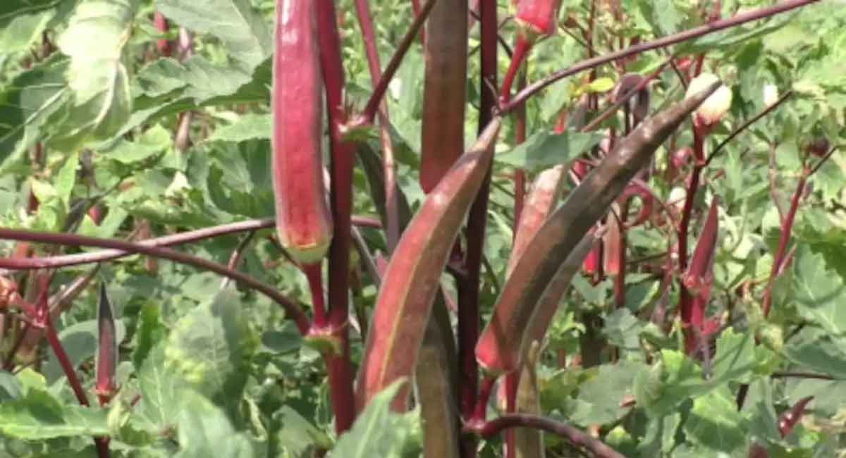 Health Benefits Of Red lady finger cures all diseases..!