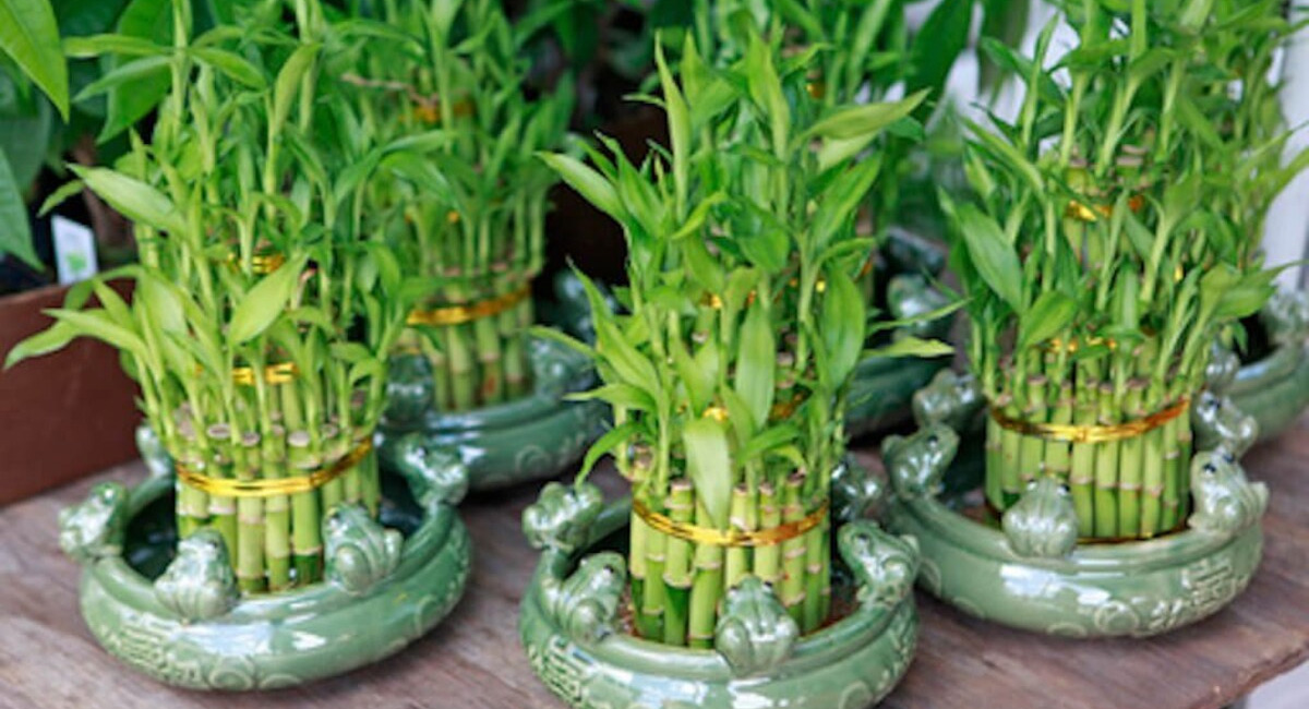 Business Idea Profits from growing bamboo plants