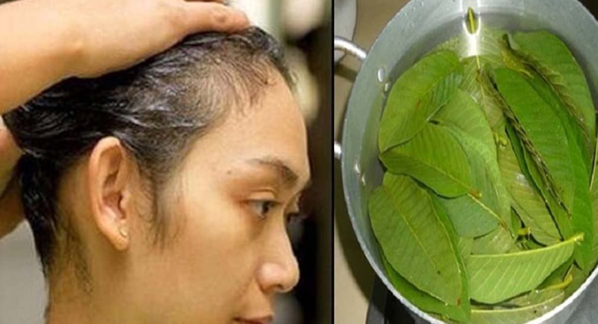 hair growth benifits with guava leaves